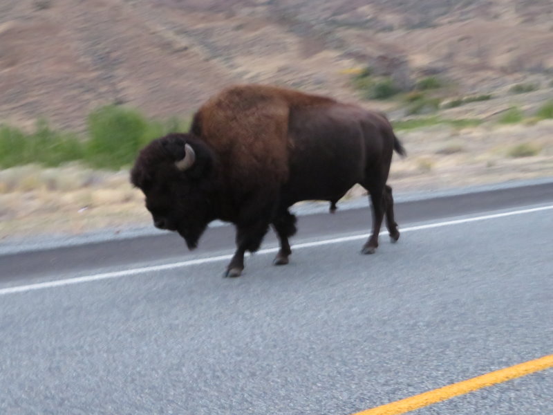 Buffalo, bit out of focus or maybe he was on his was home from the pub